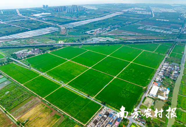 珠海市金湾区平沙镇打造“万亩方”耕地集中整治示范区
