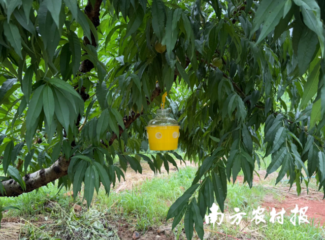 在果园里，随处可见农业科技产品。