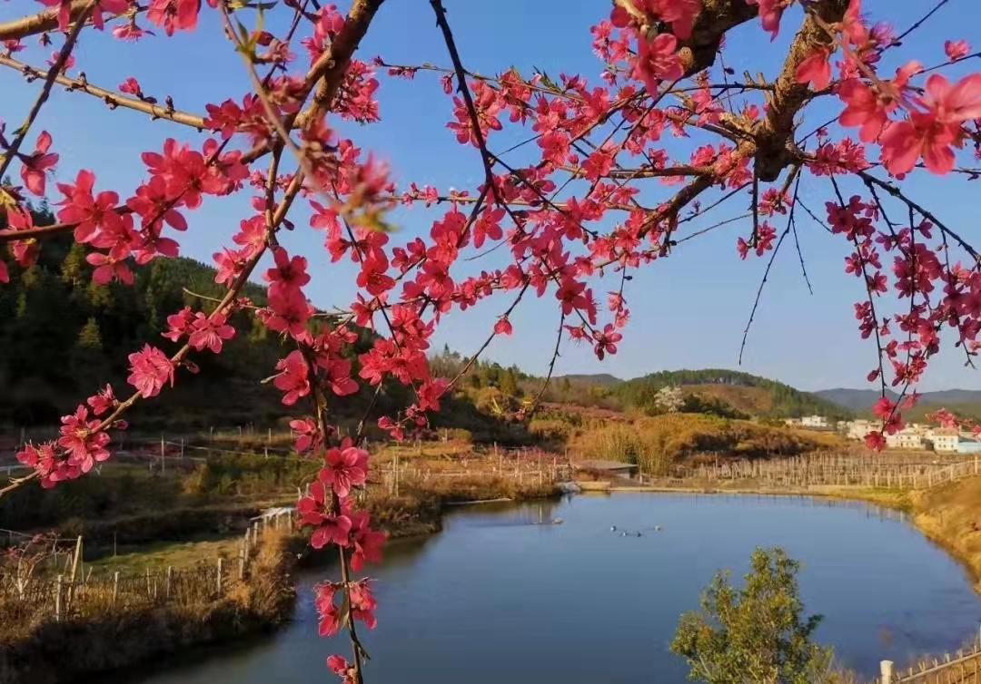 和平县上陵镇丰溪村：挥乡土人才作用，激发乡村振兴活力3.jpg