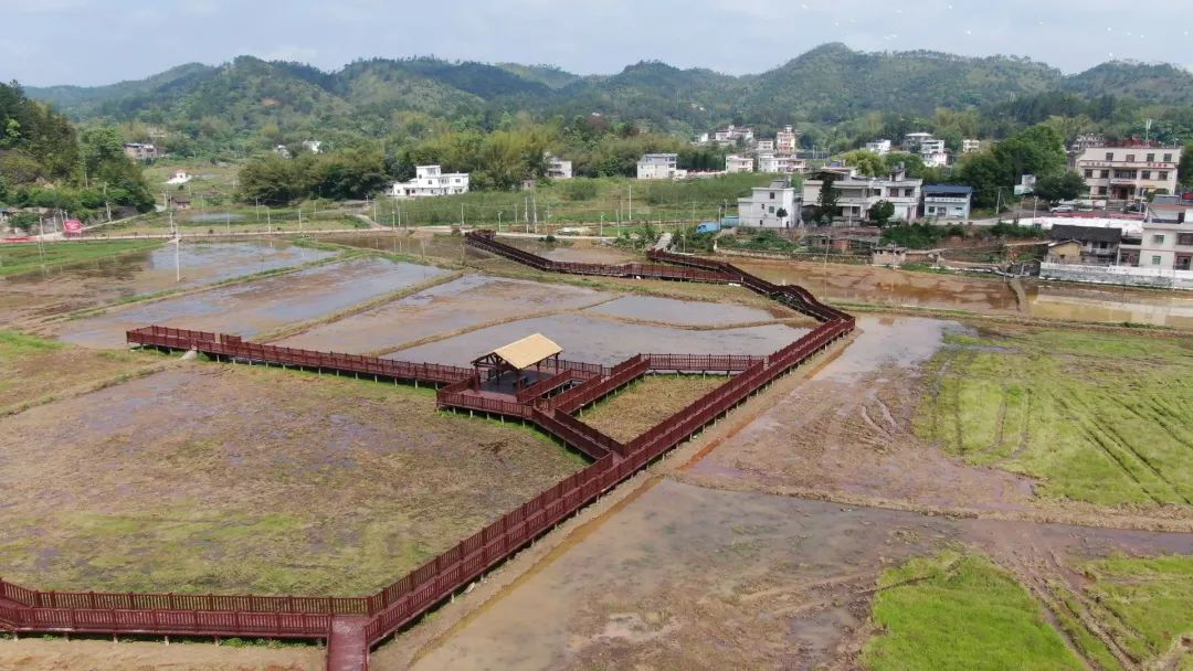 让“美丽乡村”全域绽放！龙川全力推进乡村连片示范带建设2.png