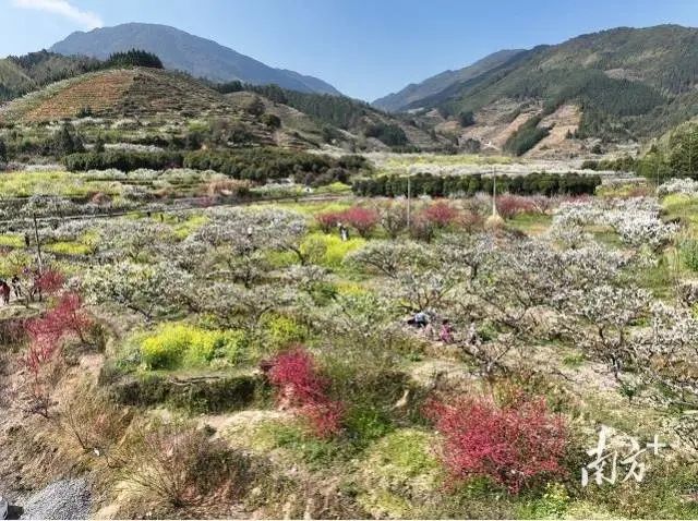 深入开展“千村示范、万村整治”工程，广东推动乡村建设点上出彩面上美丽7.jpg